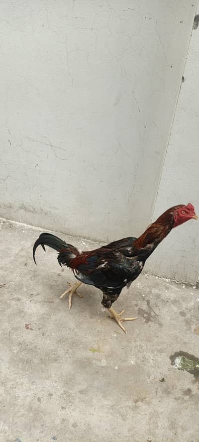 healthy aseel