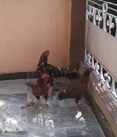 2 hen and 1 aseel cock of one year age