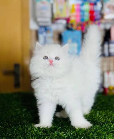 Persian cats My Whatsapp 03466961963 ////\\\\£^£¥£¥£¥¥££¥£¥£¥£^