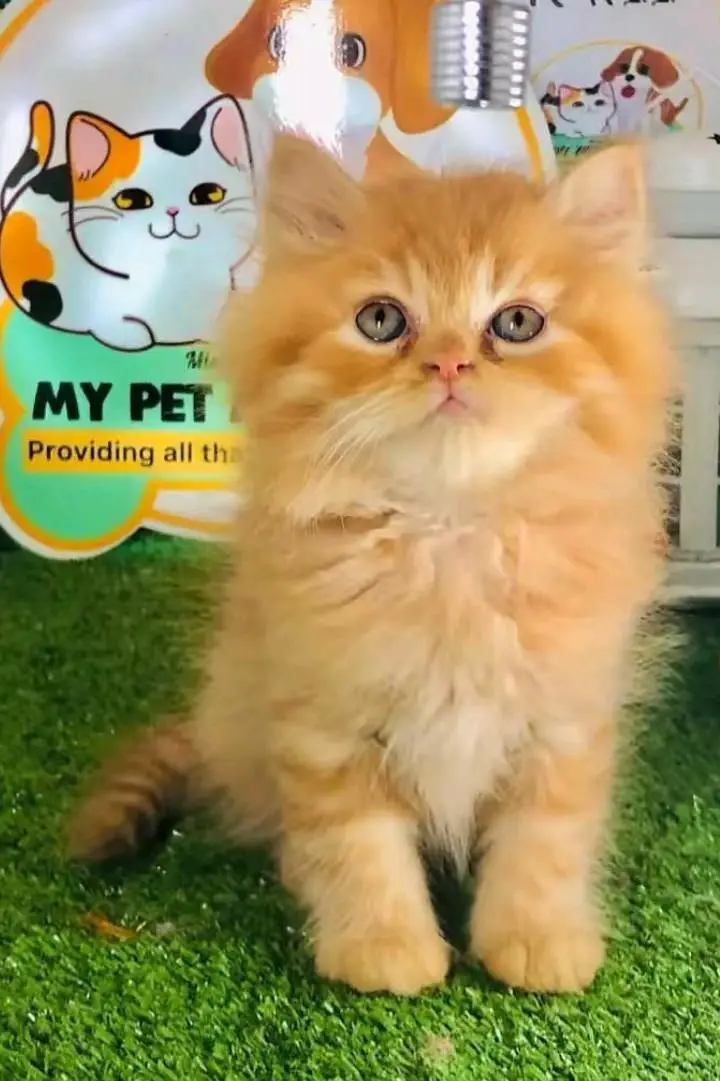 Persian cats My Whatsapp 03466961963 ////\\\\£^£¥£¥£¥¥££¥£¥£¥£^ — photo 5