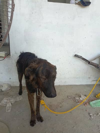 Afgan pahari For sale