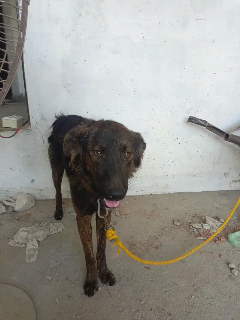 Afgan pahari For sale — photo 2