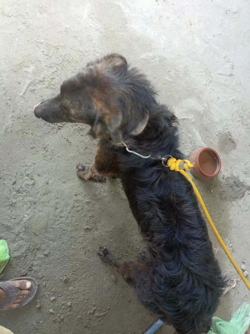 Afgan pahari For sale — photo 4