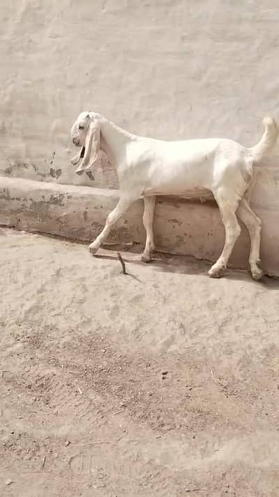 Bakra for sale call 03225280183