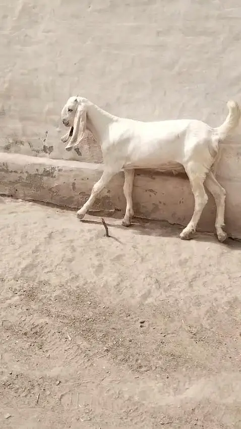 Bakra for sale call 03225280183
