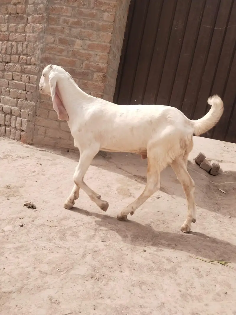 Bakra for sale call 03225280183 — photo 2