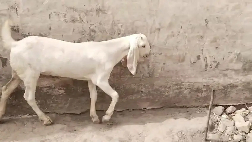 Bakra for sale call 03225280183 — photo 3