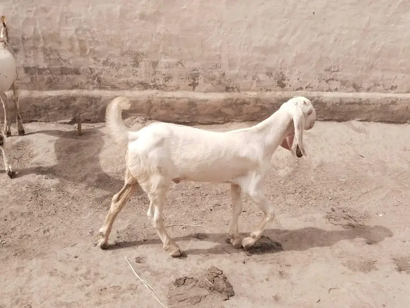 Bakra for sale call 03225280183 — photo 4