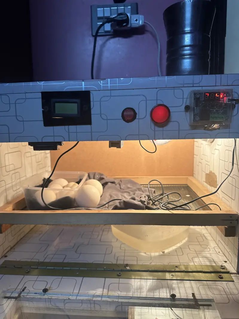 Incubator — photo 2