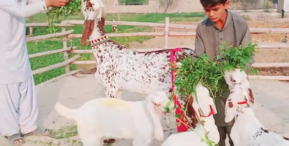 3 Bacchon Ka Sath Makkah Chini Bakri For Sale/ 03170252632