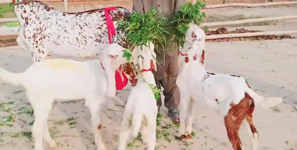 3 Bacchon Ka Sath Makkah Chini Bakri For Sale/ 03170252632 — photo 2