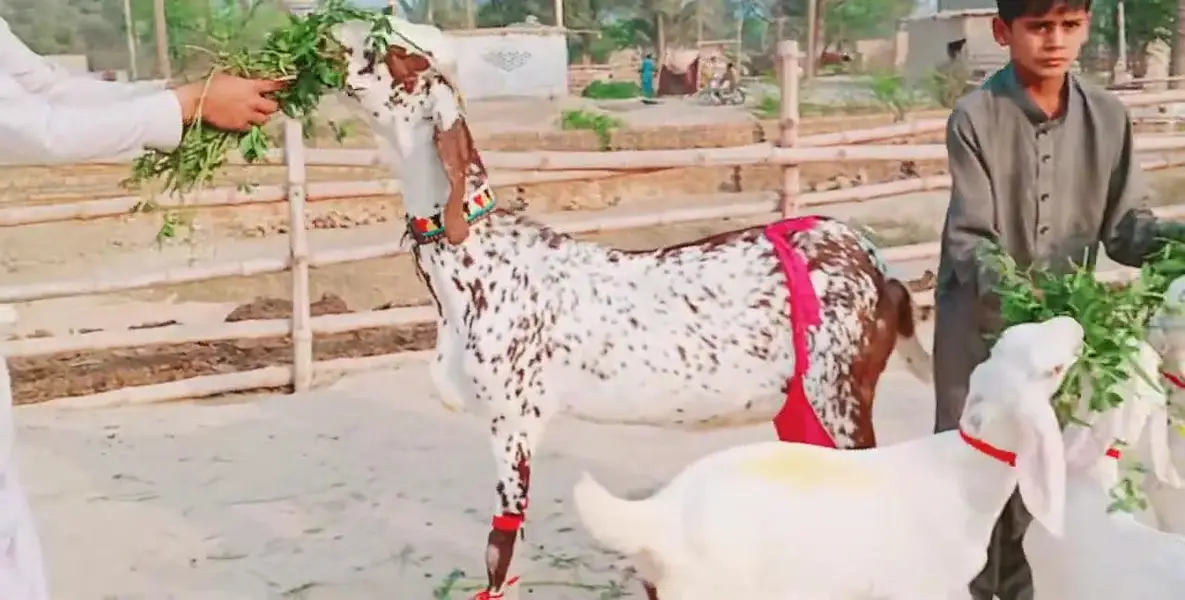 3 Bacchon Ka Sath Makkah Chini Bakri For Sale/ 03170252632 — photo 5