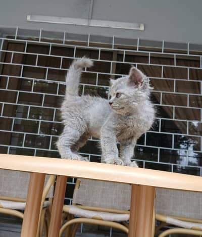 Kitten for Kids - 1 month
