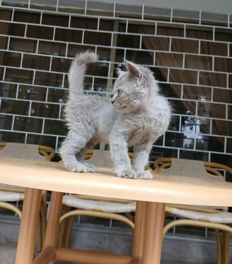 Kitten for Kids - 1 month — photo 4