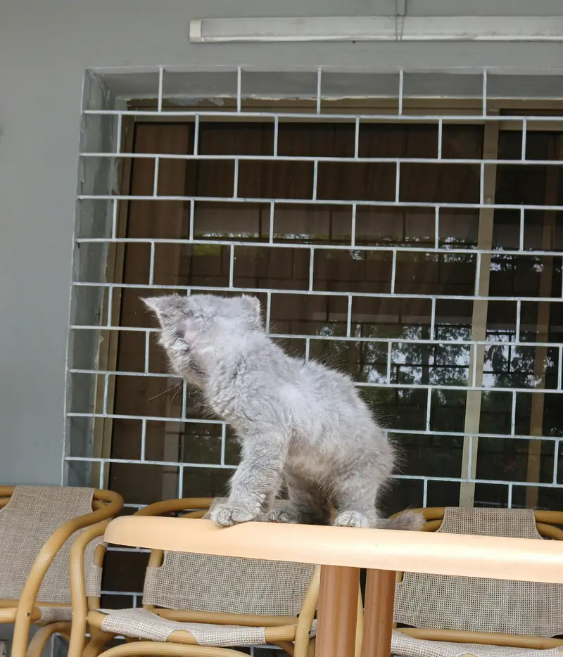 Kitten for Kids - 1 month — photo 5