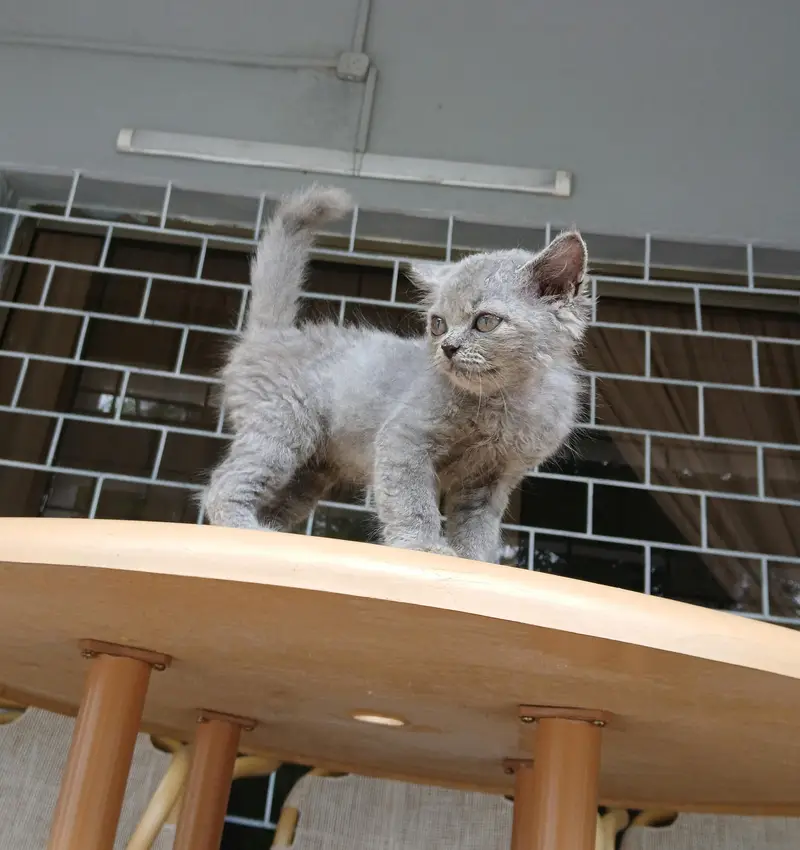 Kitten for Kids - 1 month — photo 7