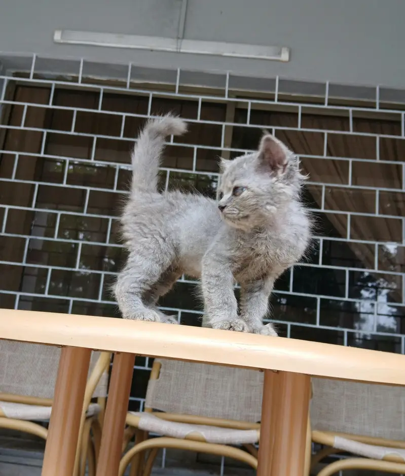 Kitten for Kids - 1 month — photo 8