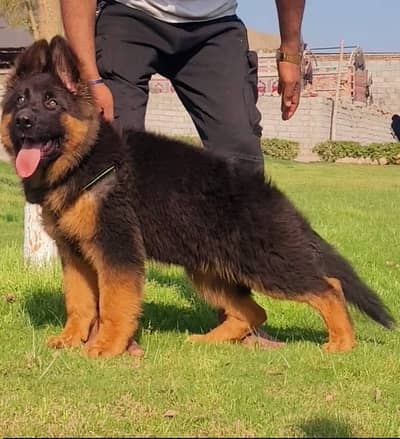 Gurman Shaft Dog My Whatsapp 03466961963  /////$$###&$@#