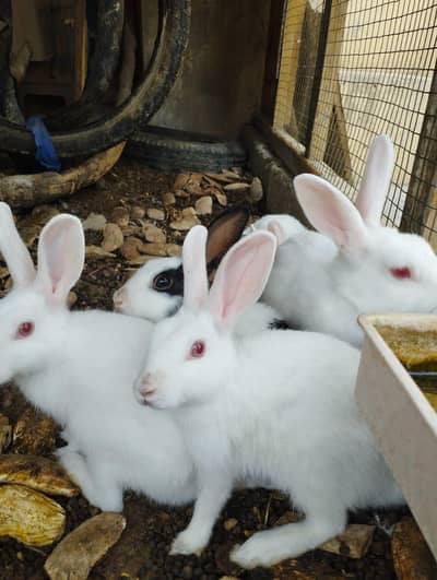 Rabbits for sale