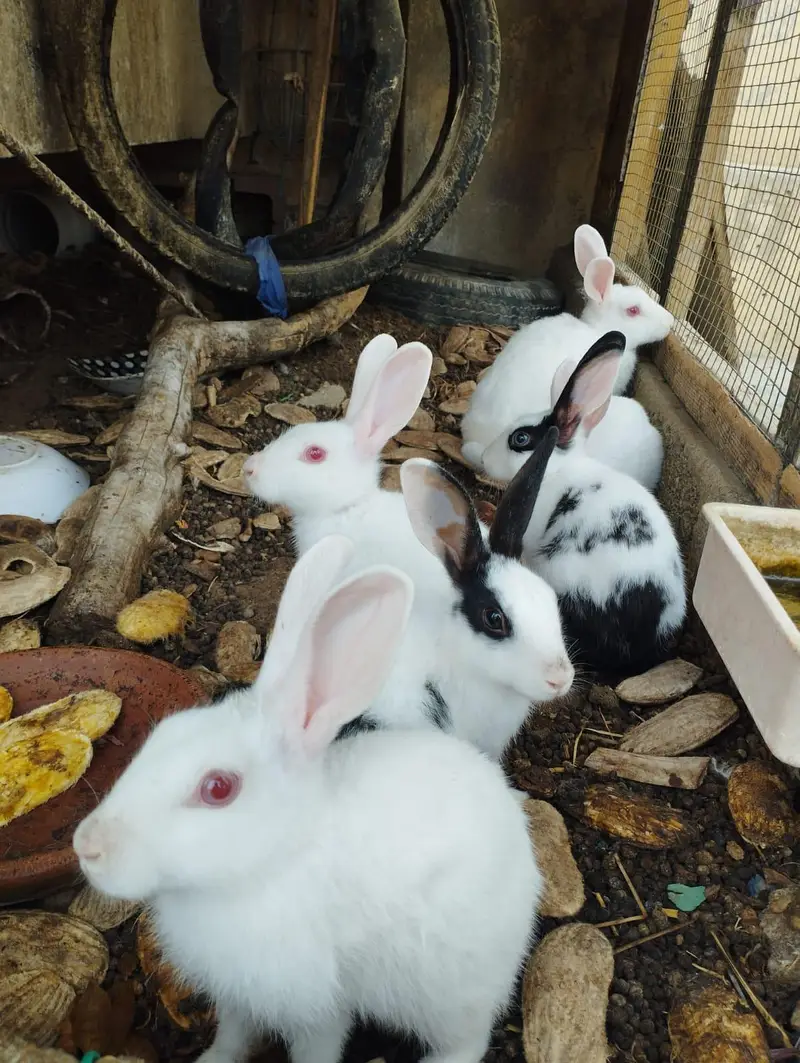 Rabbits for sale — photo 2