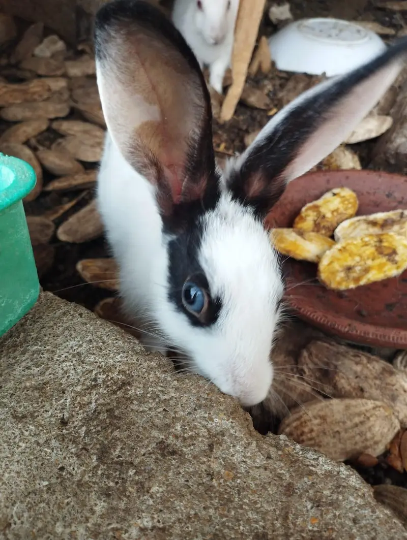 Rabbits for sale — photo 3