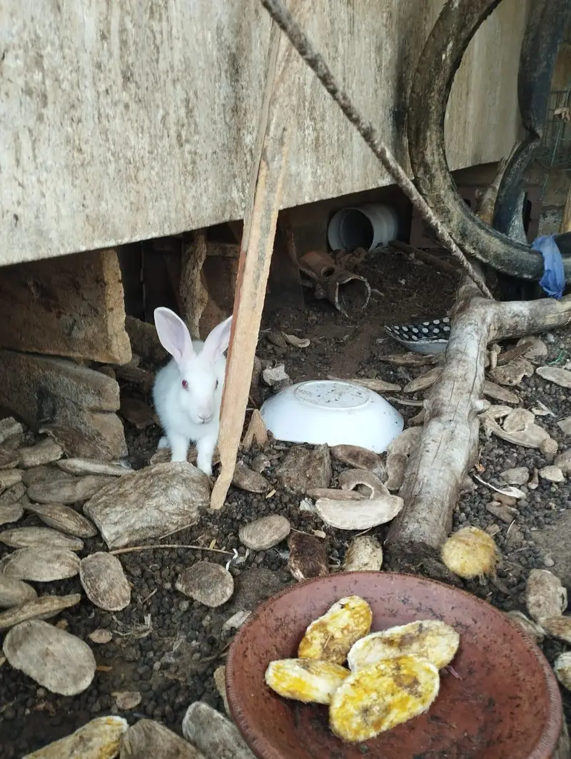 Rabbits for sale — photo 4