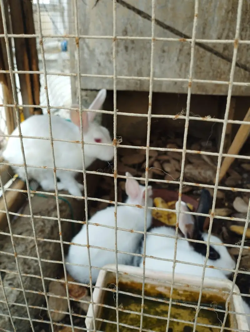 Rabbits for sale — photo 5