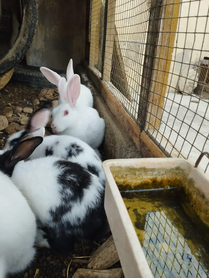 Rabbits for sale — photo 6