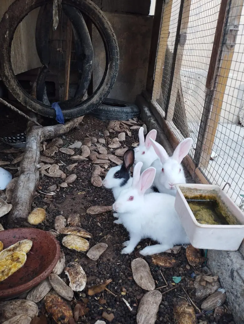 Rabbits for sale — photo 7