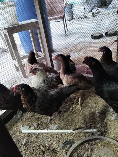 home breed pure Desi & aseel hens for sale