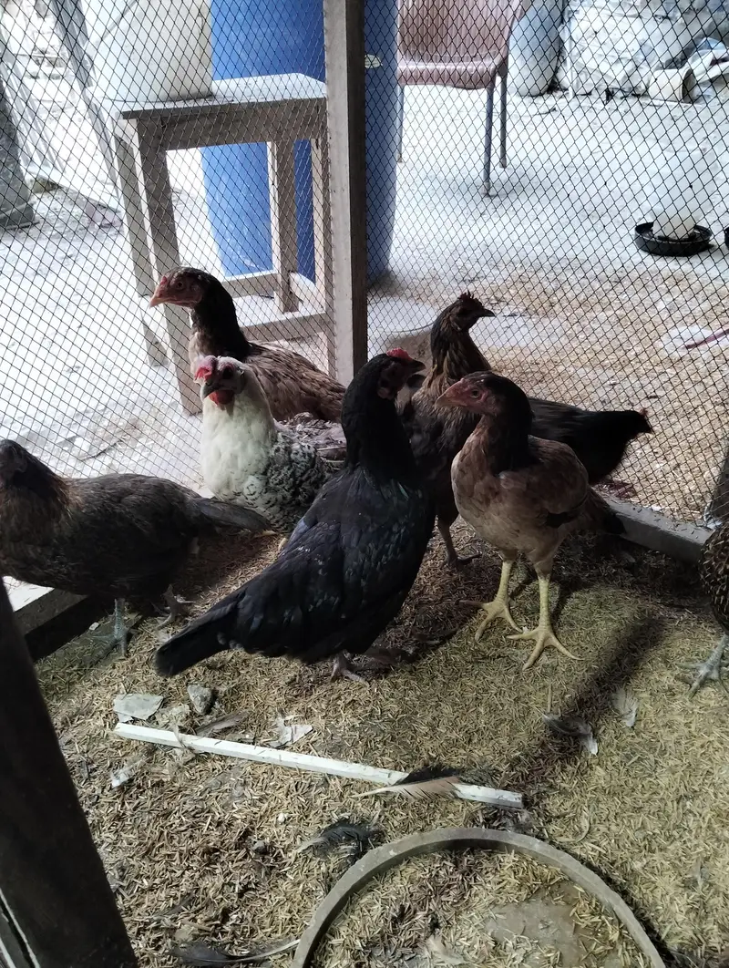 home breed pure Desi & aseel hens for sale — photo 2