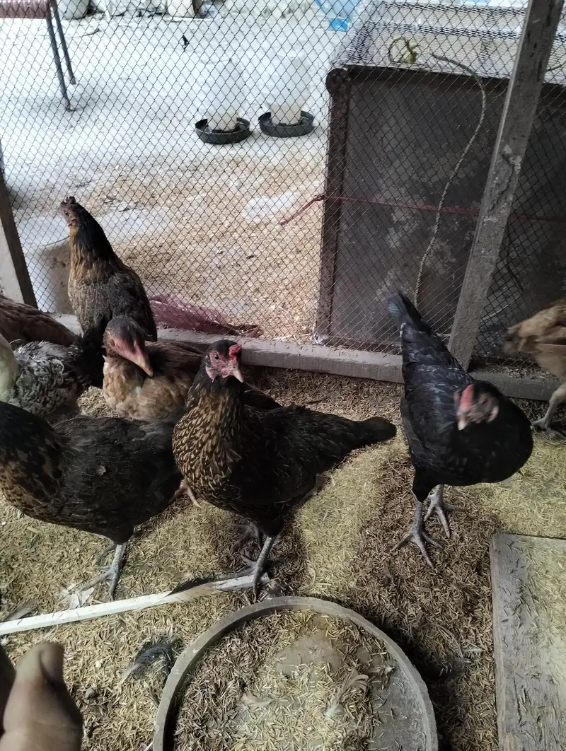 home breed pure Desi & aseel hens for sale — photo 3