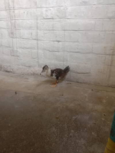 duck 