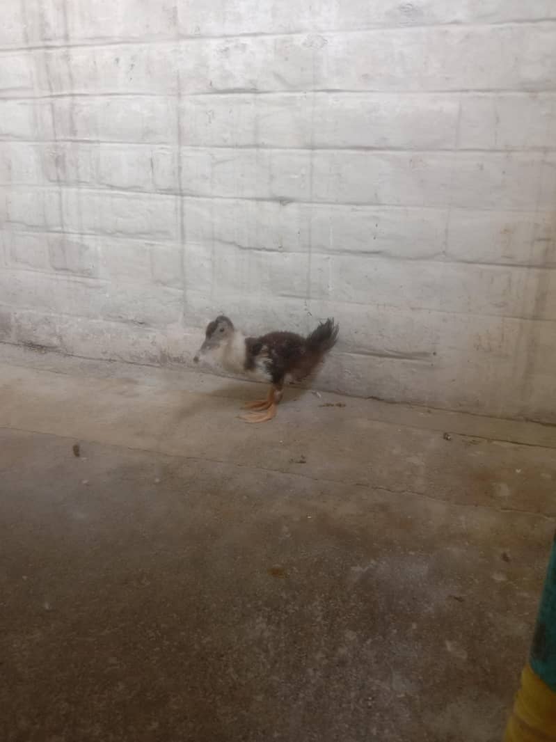 duck  0