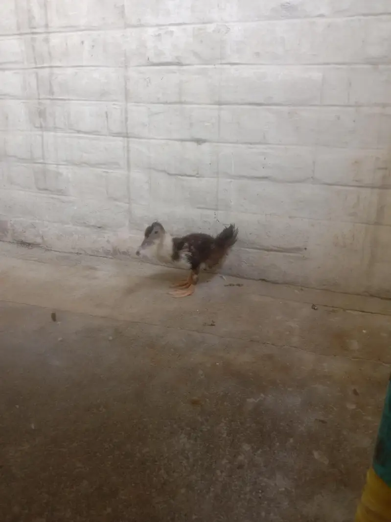 duck 