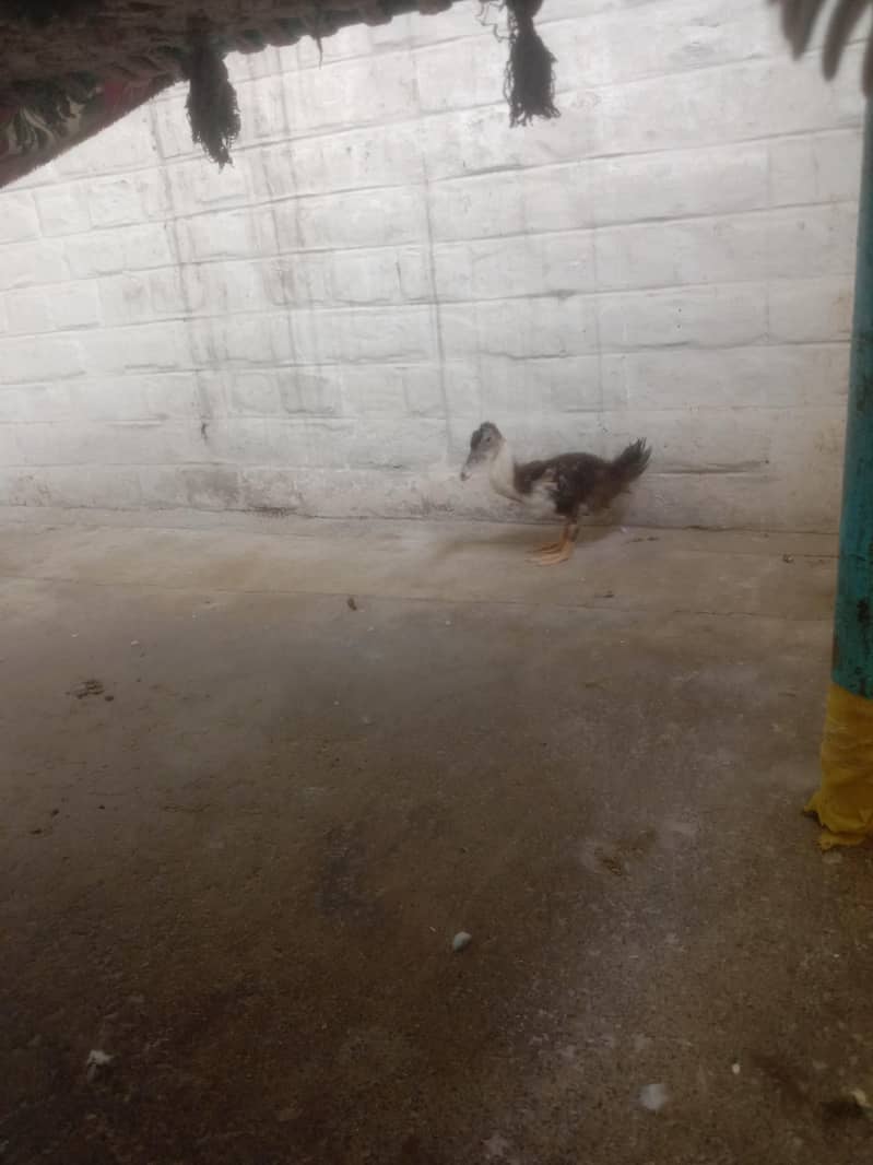 duck  1