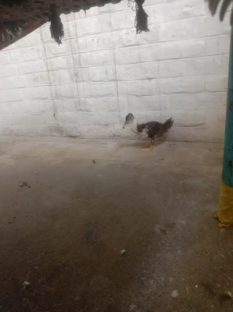 duck  — photo 2