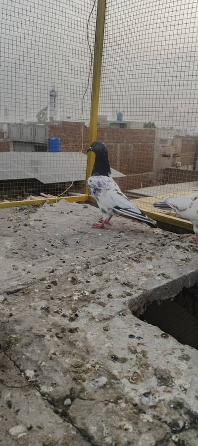 kasori high fly pigeon