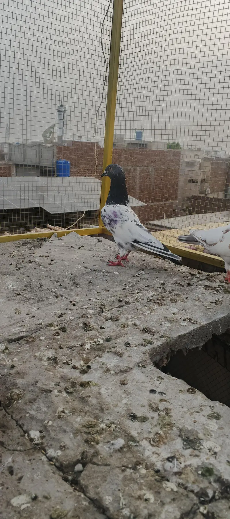 kasori high fly pigeon