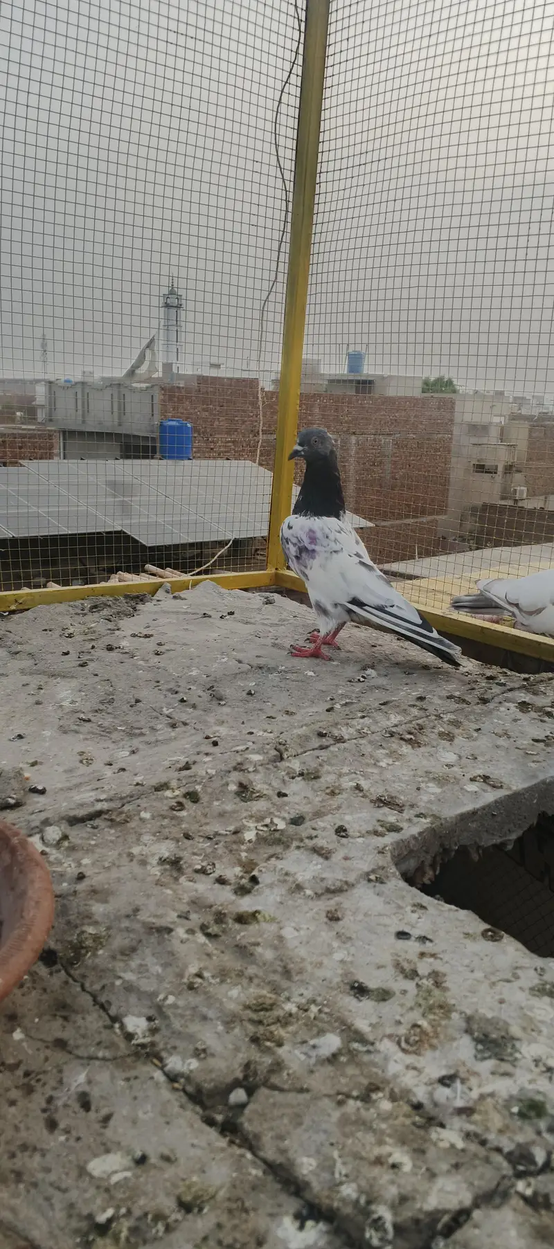 kasori high fly pigeon — photo 2