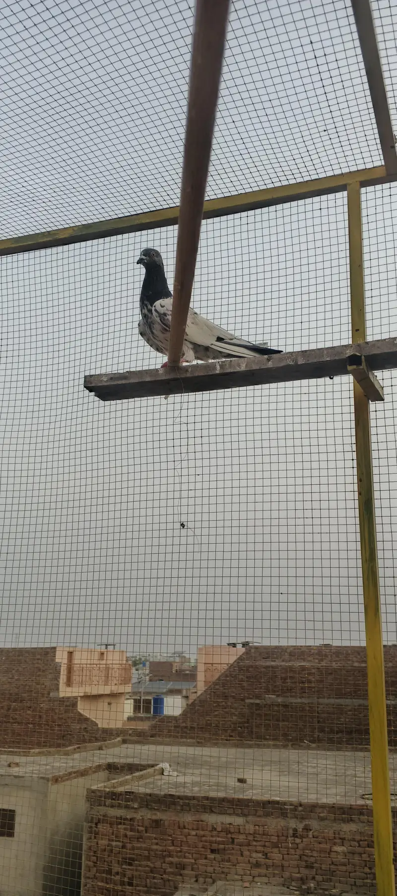 kasori high fly pigeon — photo 3