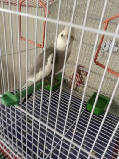 parrot for sale
