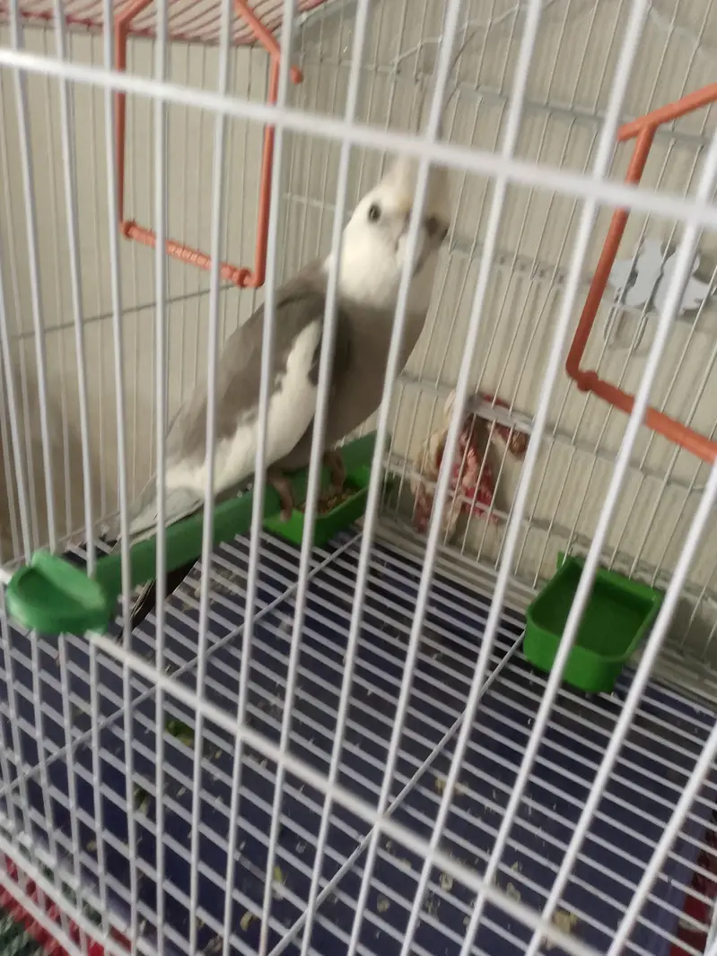 parrot for sale