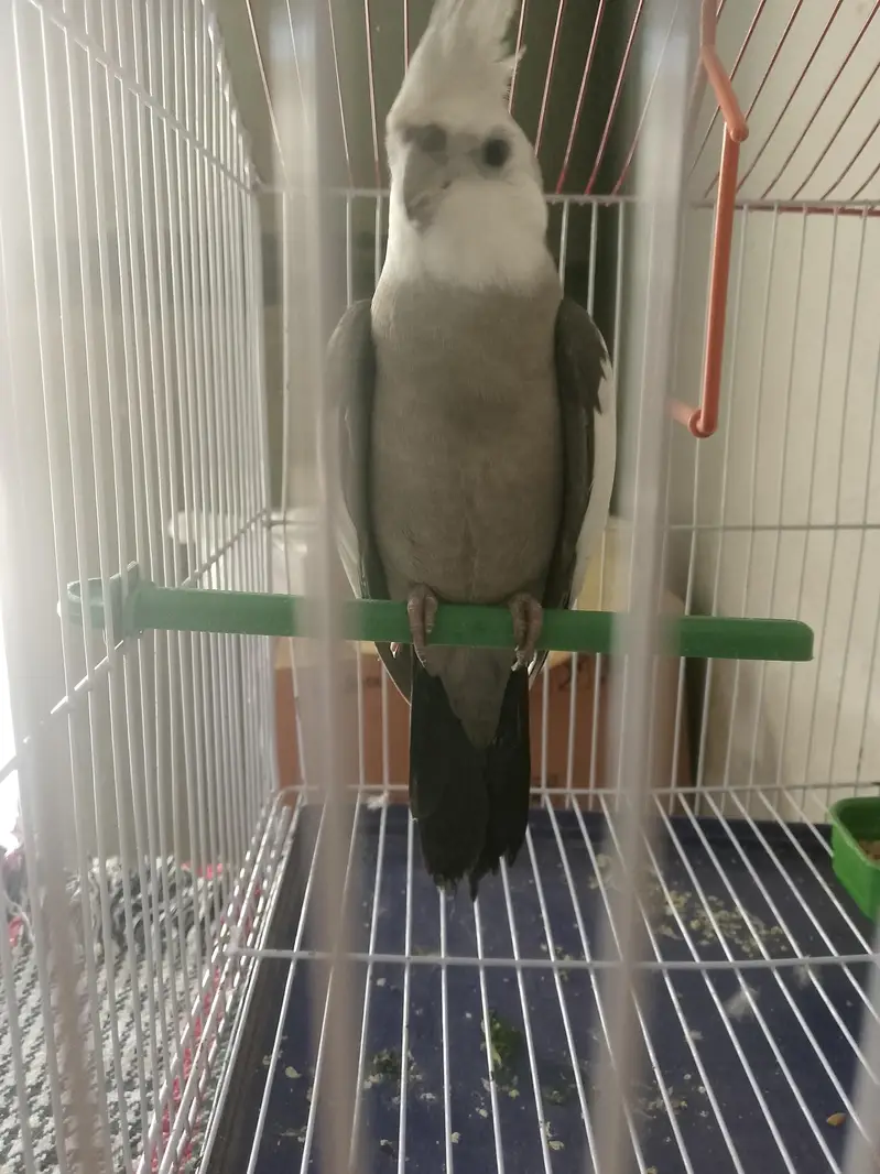 parrot for sale — photo 2