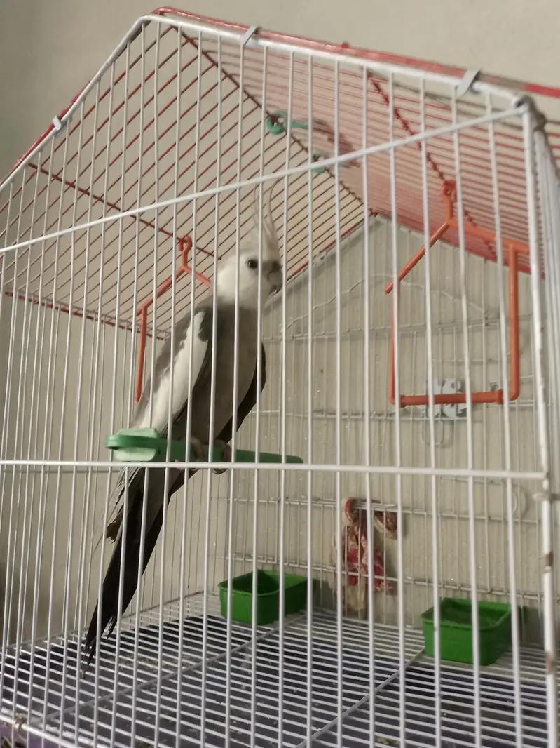parrot for sale — photo 3