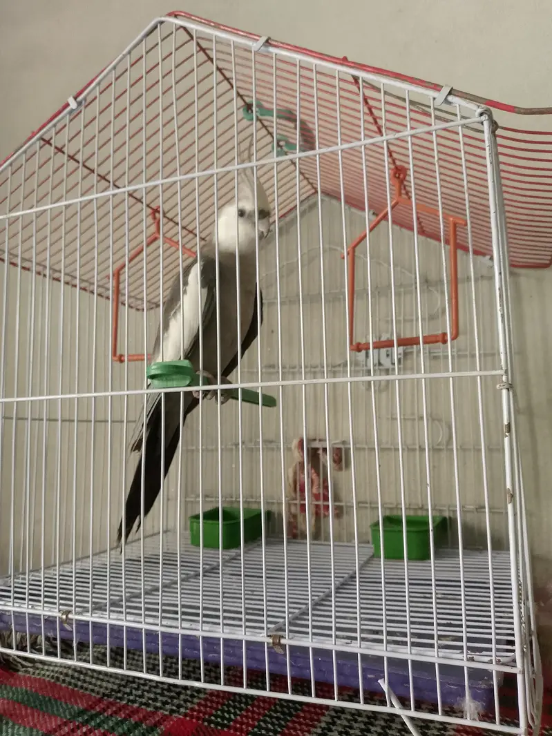 parrot for sale — photo 4