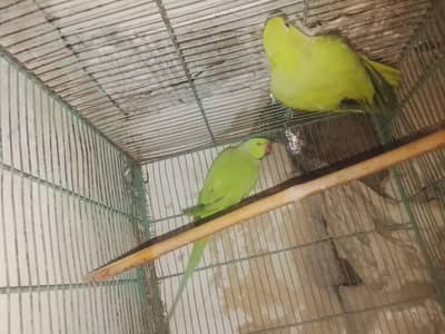 ringneck pair