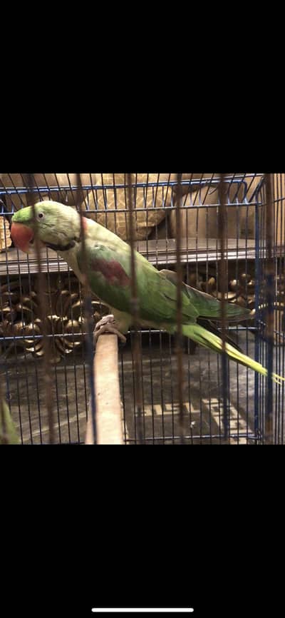 Talking raw parrot 03225844099