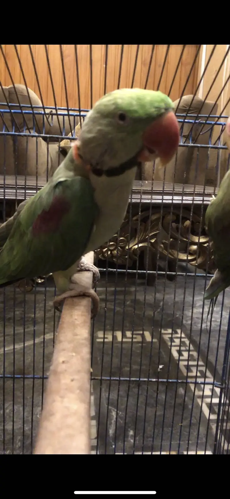 Talking raw parrot 03225844099 — photo 2