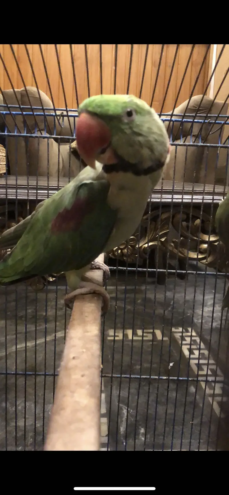 Talking raw parrot 03225844099 — photo 3